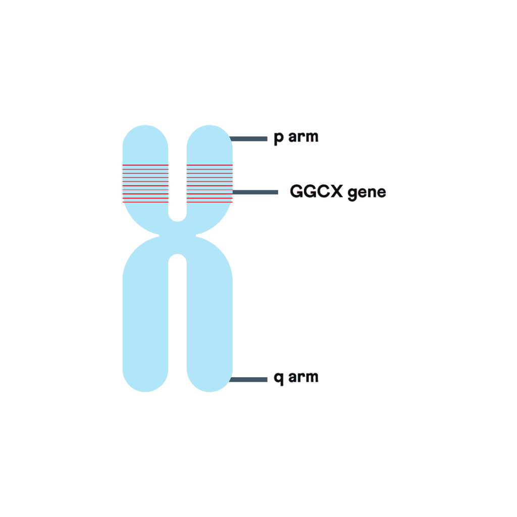 Chromosomal location of GGCX gene vitamin K gene