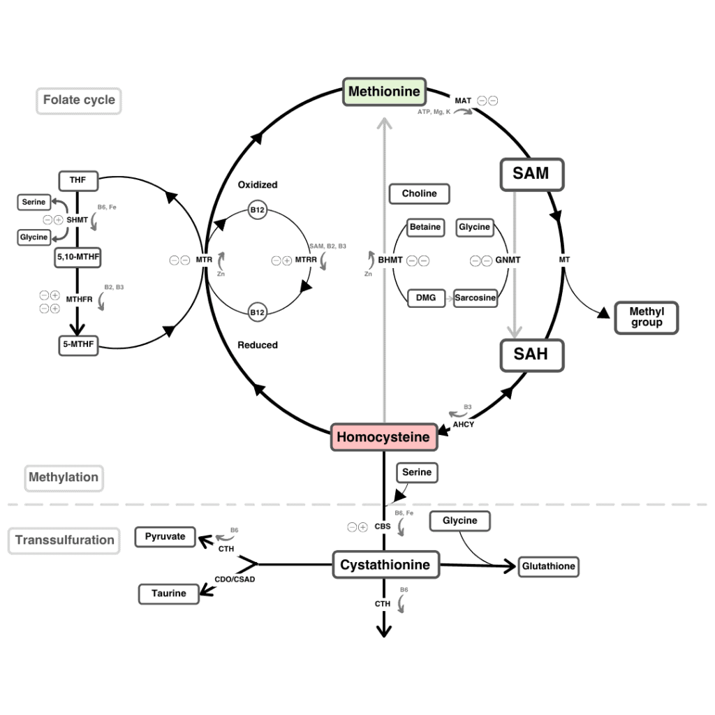 Detailed schematic representation of homocysteine to methionine conversion